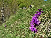 45 Bella orchidea (Orchis mascula)